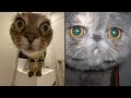 Gatos Graciosos - Los Mejores Videos de Gatos Chistosos # 15