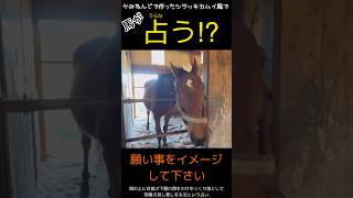 ゴールデンカムイ映画公開したので　かみねんどで作ったシラッキカムイ風で馬が占う？