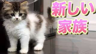 【ご報告】新しい家族がふえました。2ヶ月の赤ちゃんです。