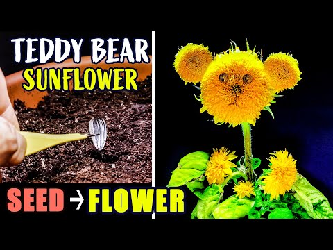 Video: Teddy Bear Sunflower Info: Naučite kako uzgajati medvjedića suncokreta