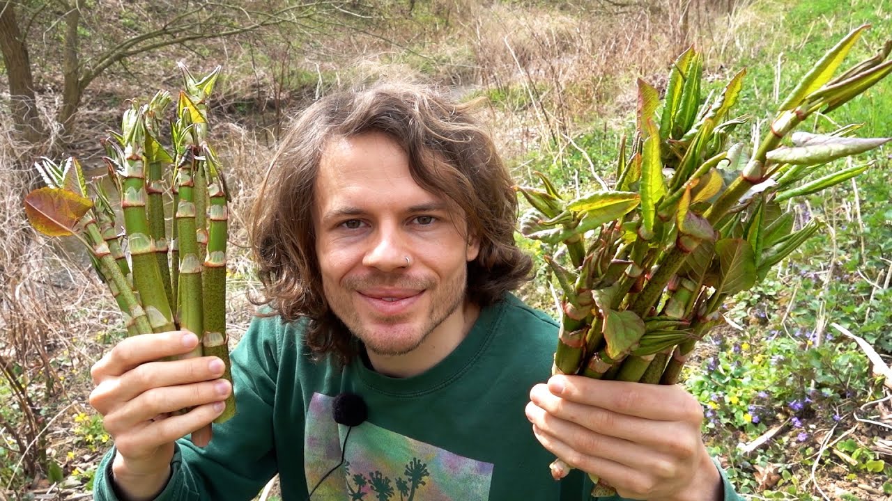 Spargelige Wildpflanzen und die erste Verpel - Wildkräuter sammeln und bestimmen im April
