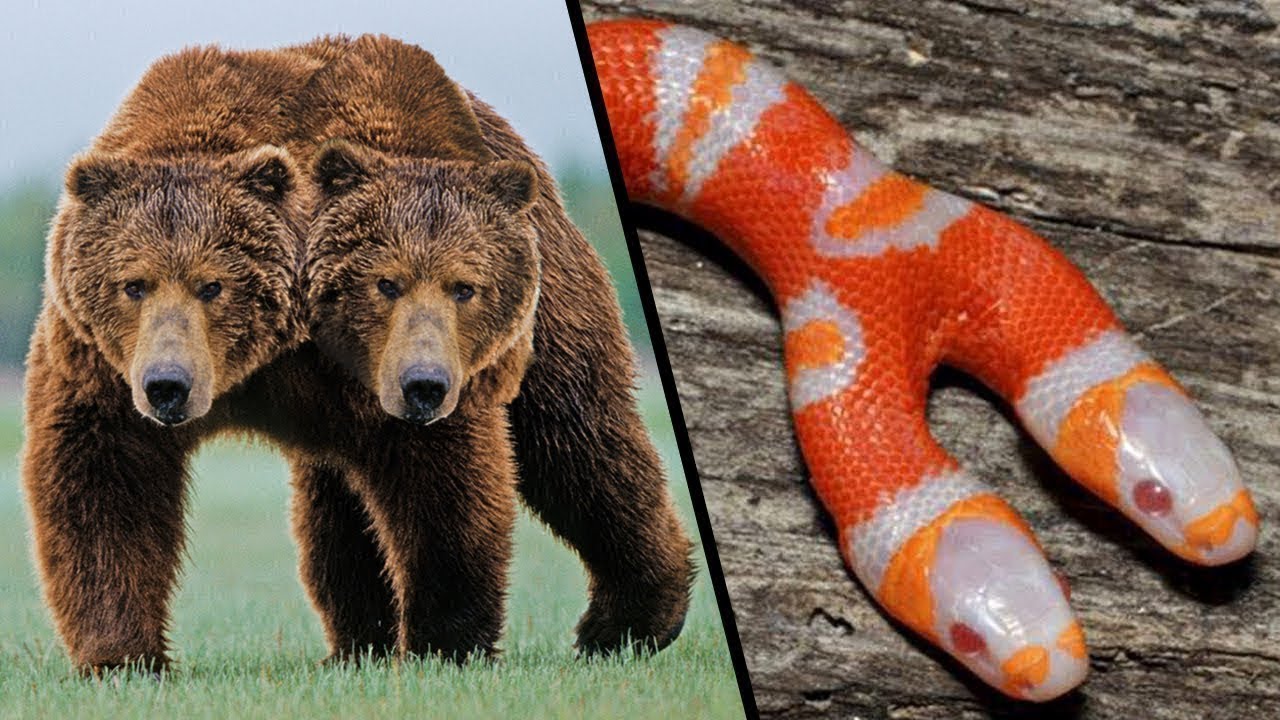 Seltsame Zweiköpfige Tiere