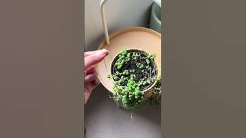 String of pearls, friend or foe? #PlantKiller #Shorts