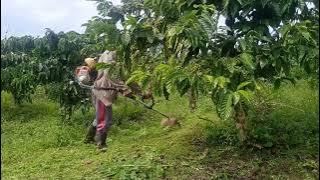 LAGU DAERAH SEMENDE,NAK BALEK KEMANE BALEK