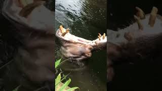 HIPPO OPENS HIS HUGE MOUTH!!!😱