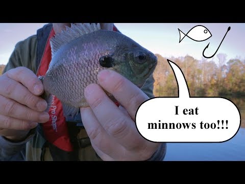 fishing-for-crappie-with-minnows!!!