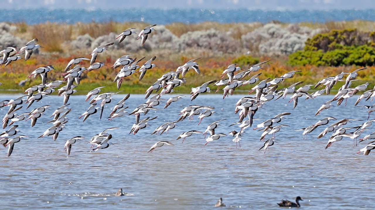 Australia Part 48: Banded Stilts at last! Birding Doug Grant Reserve & O'Donohue Track, Oct 26
