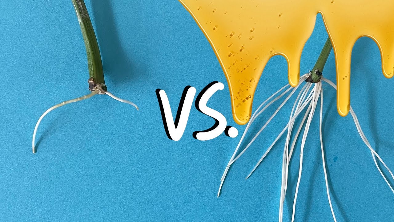 Тестирование меда как корневого гормона - каков самый простой способ размножения растений водой?