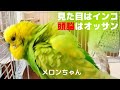 【見た目はインコ 頭脳はオッサン】おしゃべりインコメロンちゃん