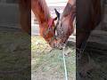相棒。#horses #🤍🤍🤍