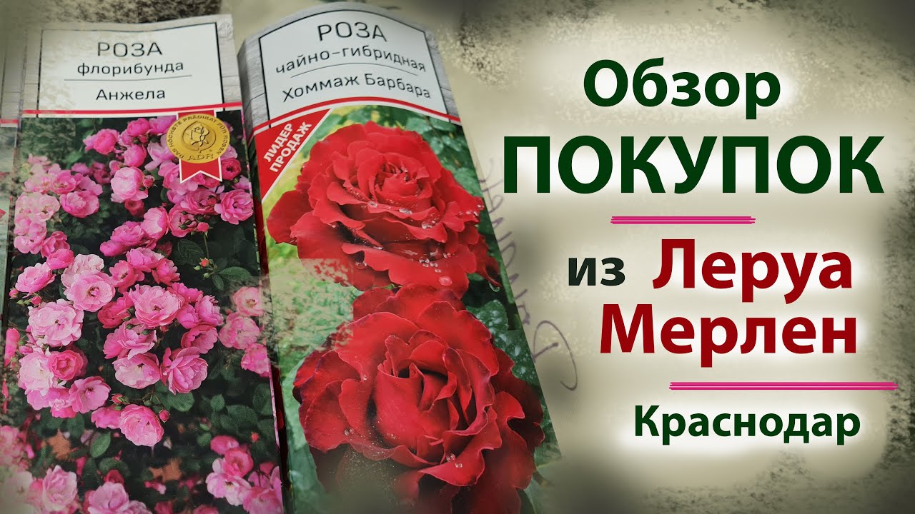 Покупки из Леруа Мерлен//Краснодар, 17 февраля 23г//Розы: Хомаж О ...