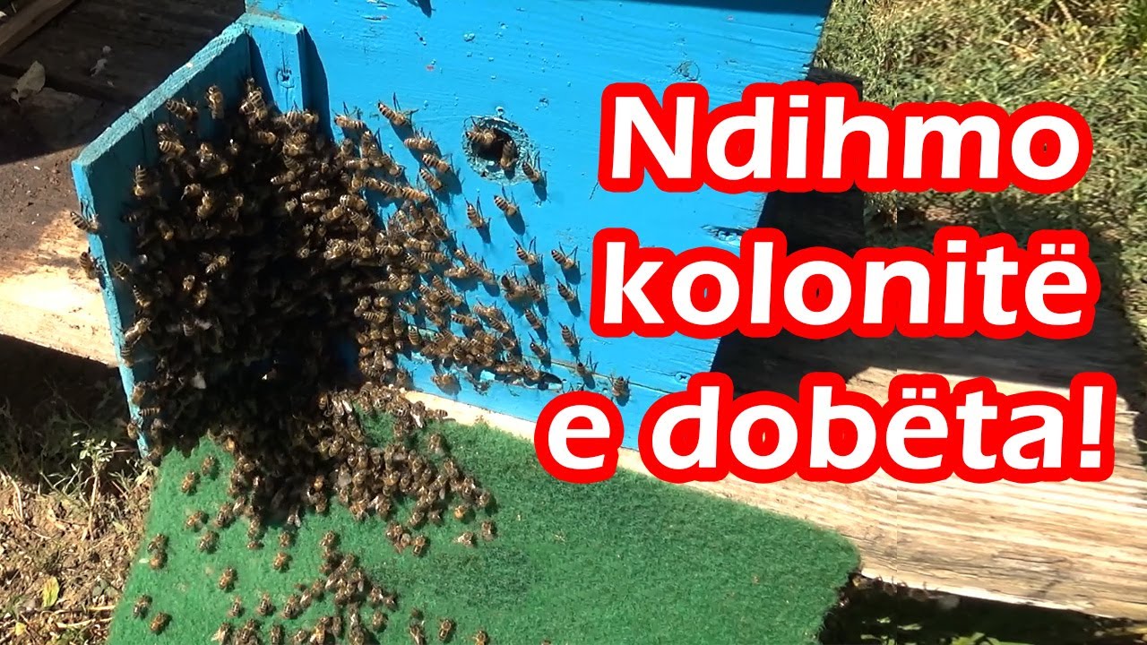 🔴Episodi 17: Si të ndihmojmë kolonitë e dobëta ?