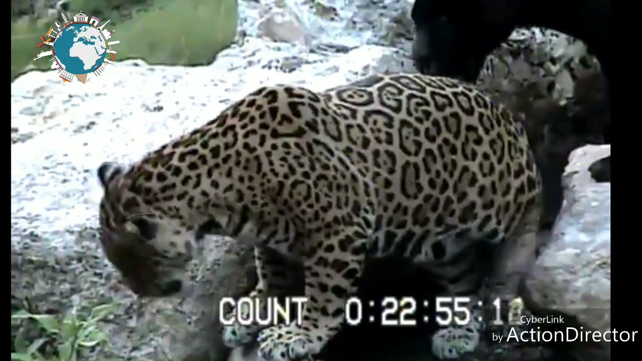 SLIPPERY LEOPARD PAWS