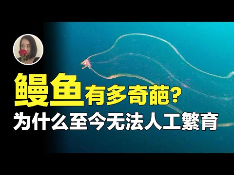 【鳗鱼】人类为了找它的生殖器找了一个世纪!至今无法人工繁育只能看着吃到灭绝?【王林林Eileen】