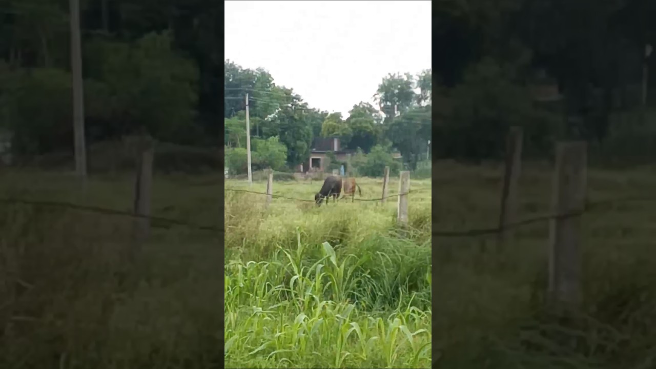  Trend - Hindi Status Tube