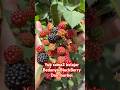 Buah BlackBerry dan buah murbei