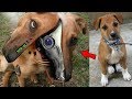 ये Animal है या चमत्कार | 10 Future Inventions That Will Blow Your Mind