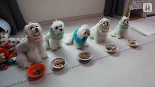 말티즈 모델견들은 관리법도 달라요