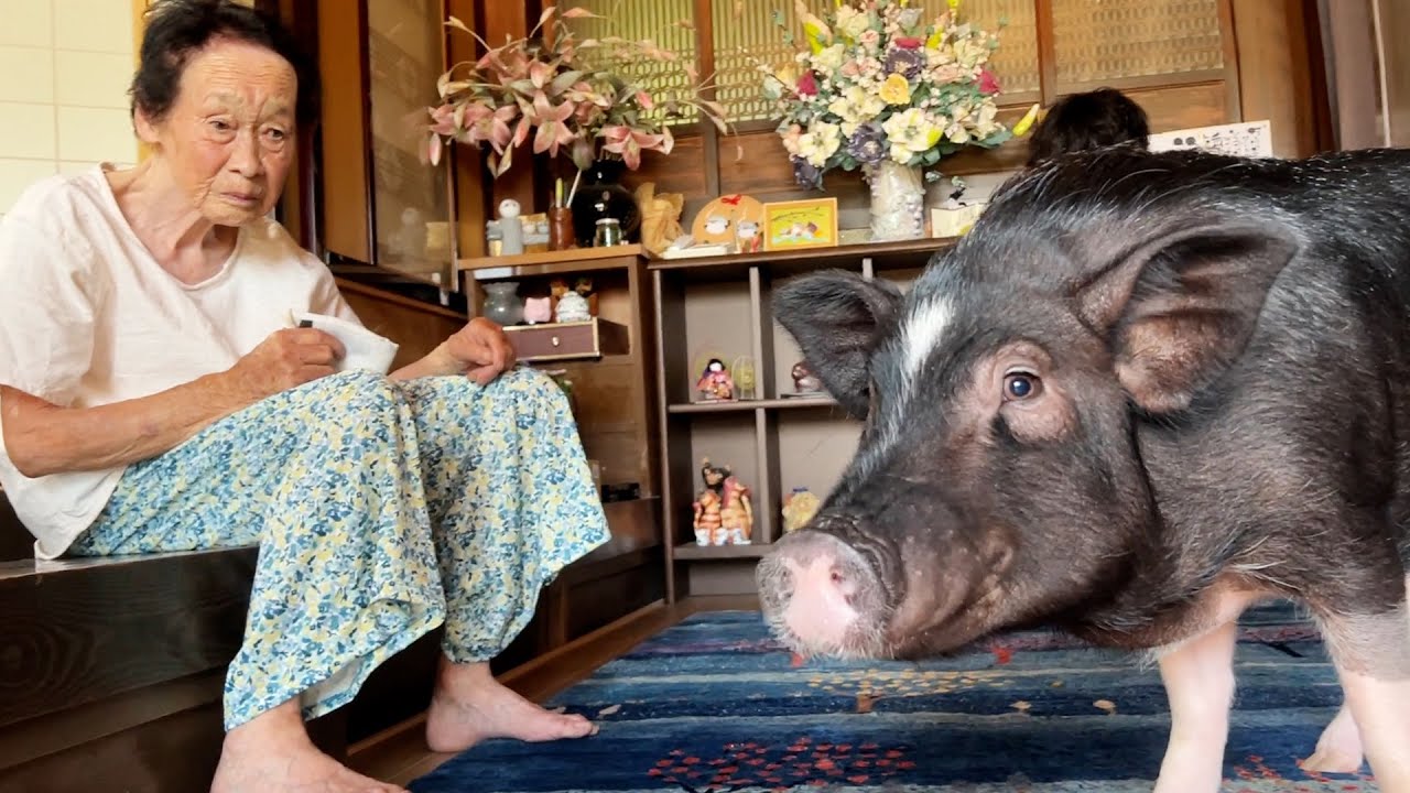 The day a 93-year-old great-grandmother understood a pig that