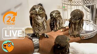 24 Hours | Wild Bird Friendship Stories | Cuddle Buddies
