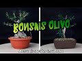 Mis bonsais de olivo en invierno