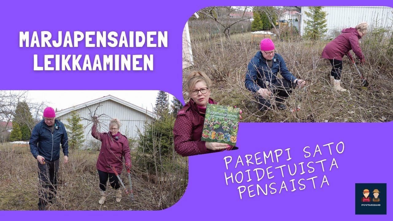 Marjapensaiden leikkaus