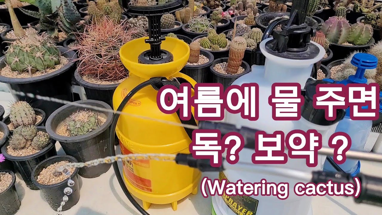 여름에 물 잘못 주면 식물이 위험해요, 여름철 선인장 물 주기, Watering cactus(Summer), 다육 식물