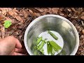 Snap pea harvest@Stuffany-things