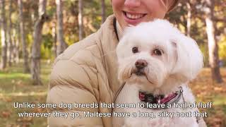 The Marvelous Maltese:  Discovering the Charms of this Beloved Breed