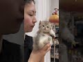 Daily Dose of Cute Cats 😻 The Internet’s Cutest Kittens #shorts