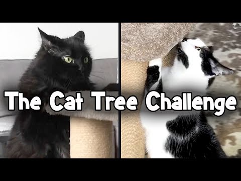 The NEW Cat Tree!