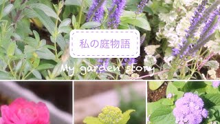 【ガーデニング】6月初旬の庭の花達/多年草と宿根草中心の新しい花壇作り/／ナチュラルガーデン