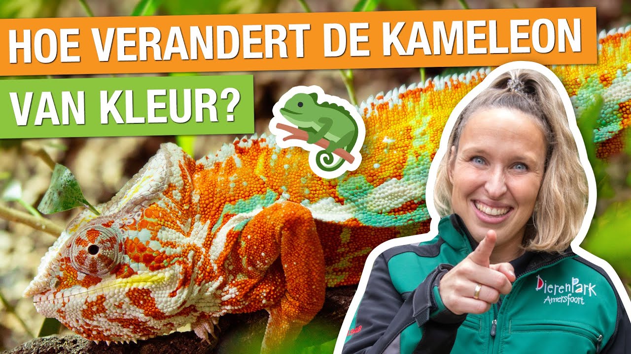 IK BEN REPTIELENVERZORGER VOOR ÉÉN DAG! 🦎 | Carlijns Dierenvraag #48