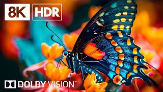 DIVE INTO NATURE'S BEAUTY WITH DOLBY VISION™ 8K HDR