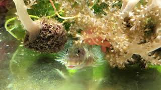 Aiptasia Eating Molly Miller Blenny