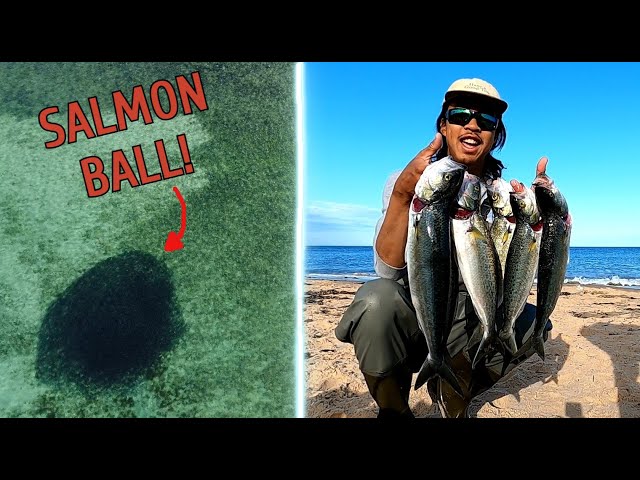 Late Season Adelaide Metro Salmon! - YouTube
