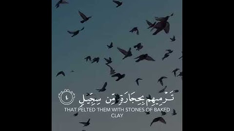 (( ألم ترَ كيف فعل ربك بأصحٰب الفيل )) تلاوة جميلة 💛✨