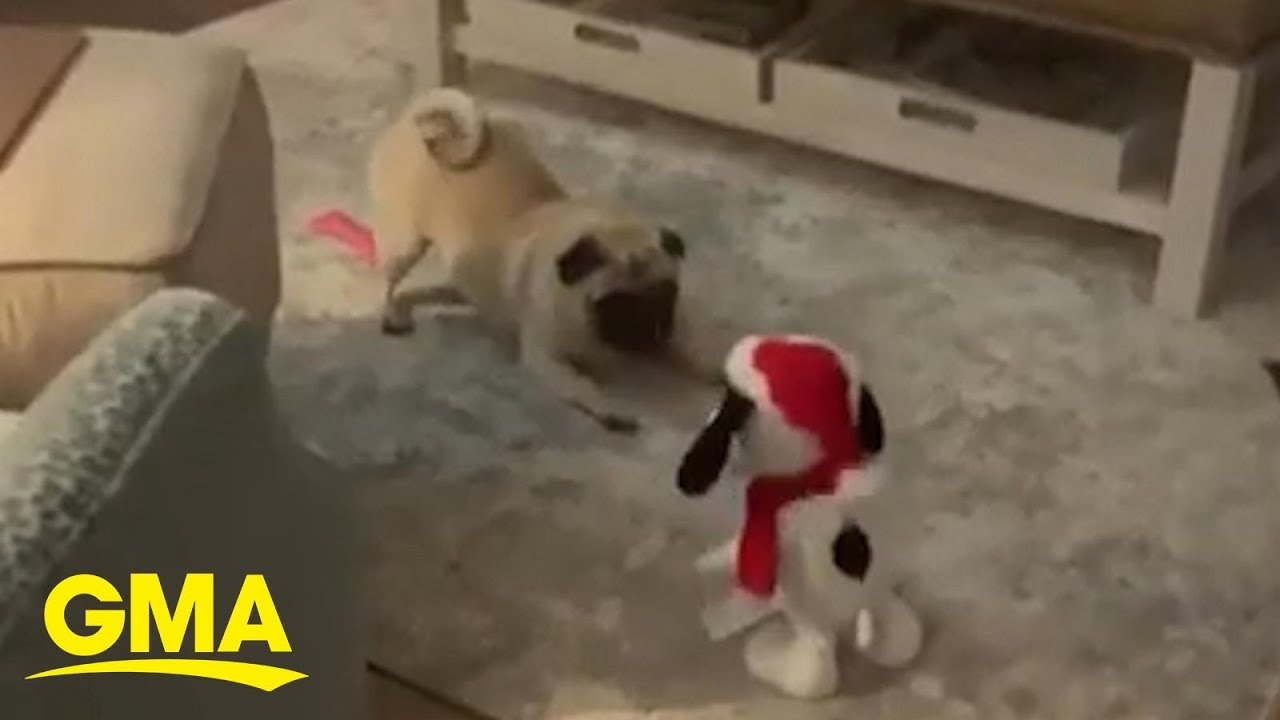 dancing pug toy