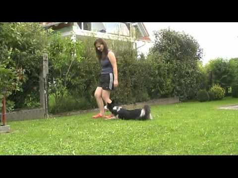 Kelly - Onja of Magic Borders - Border Collie - Freestyle