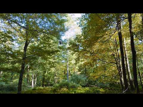 Some Fall Poems