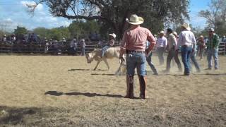 monta de becerro3
