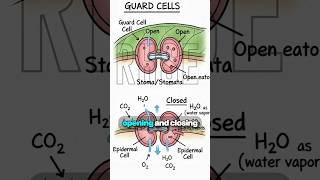Different Types of Cells in a Plant Leaf