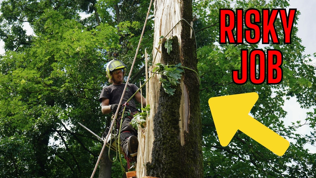 CUTTING down a broken HAZARD TREE after a STORM with a CHAINSAW Stihl ...