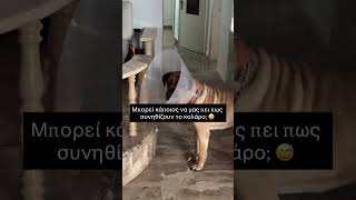 Πως συνηθίζουν το κολάρο 😅 #κατοικιδια
