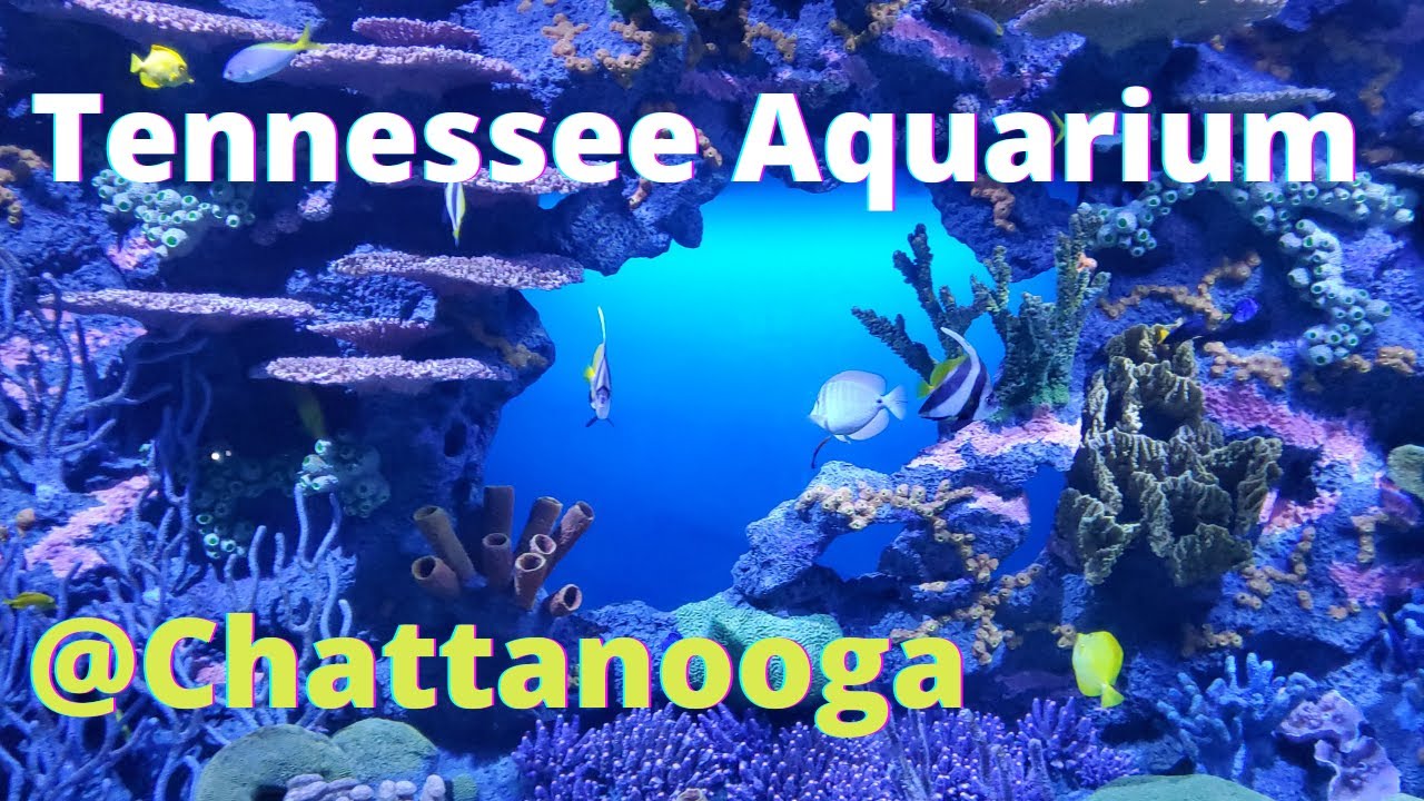 Chattanooga Aquarium Walkthrough YouTube