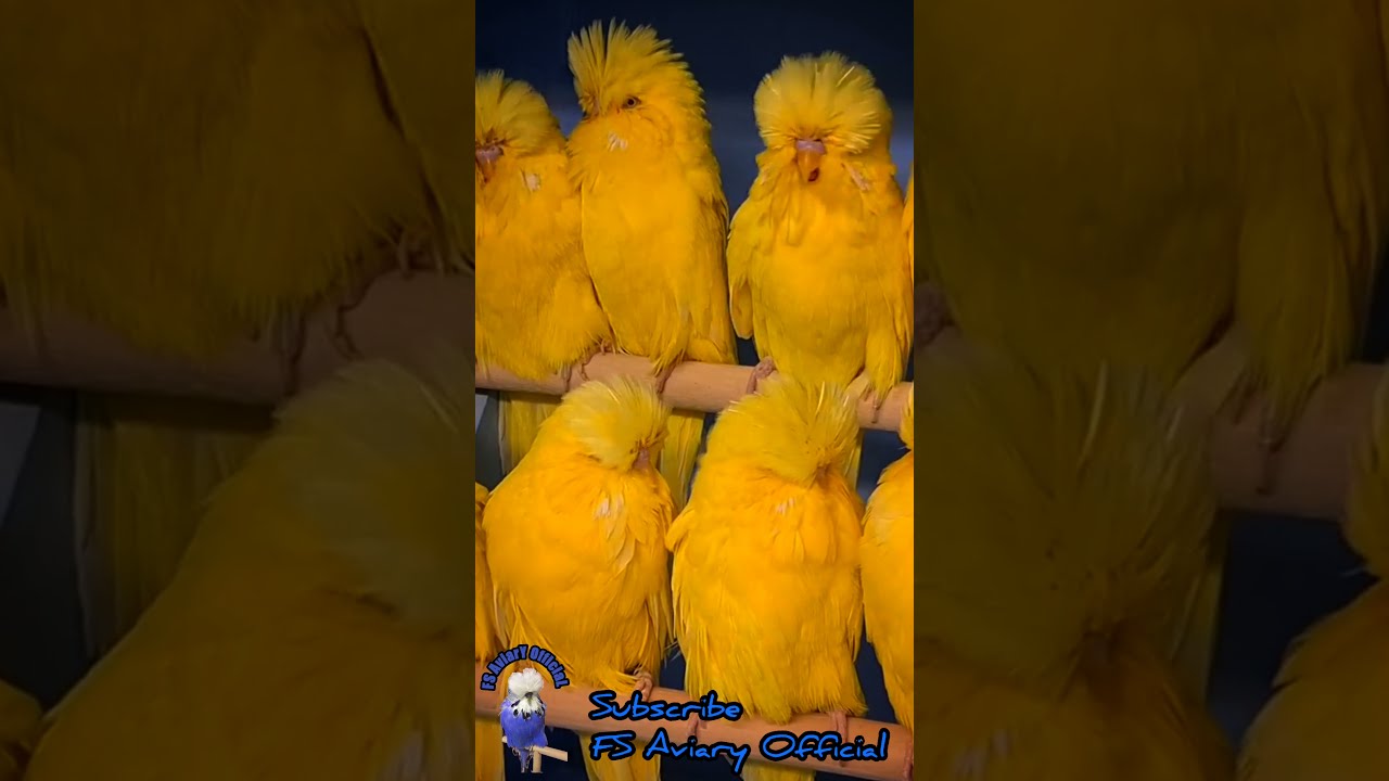 Lotino Exhibition Budgie Parrot | Top Class Lotino Exhibition Birds | Show Class Exhibition Birds