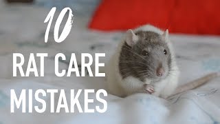 10 Common Mistakes Rat Owners Make