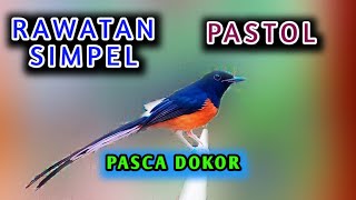 Download Lagu CARA MERAWAT MURAI PASTOL AGAR CEPAT GACOR, rawatan pastol selesai dokor MP3