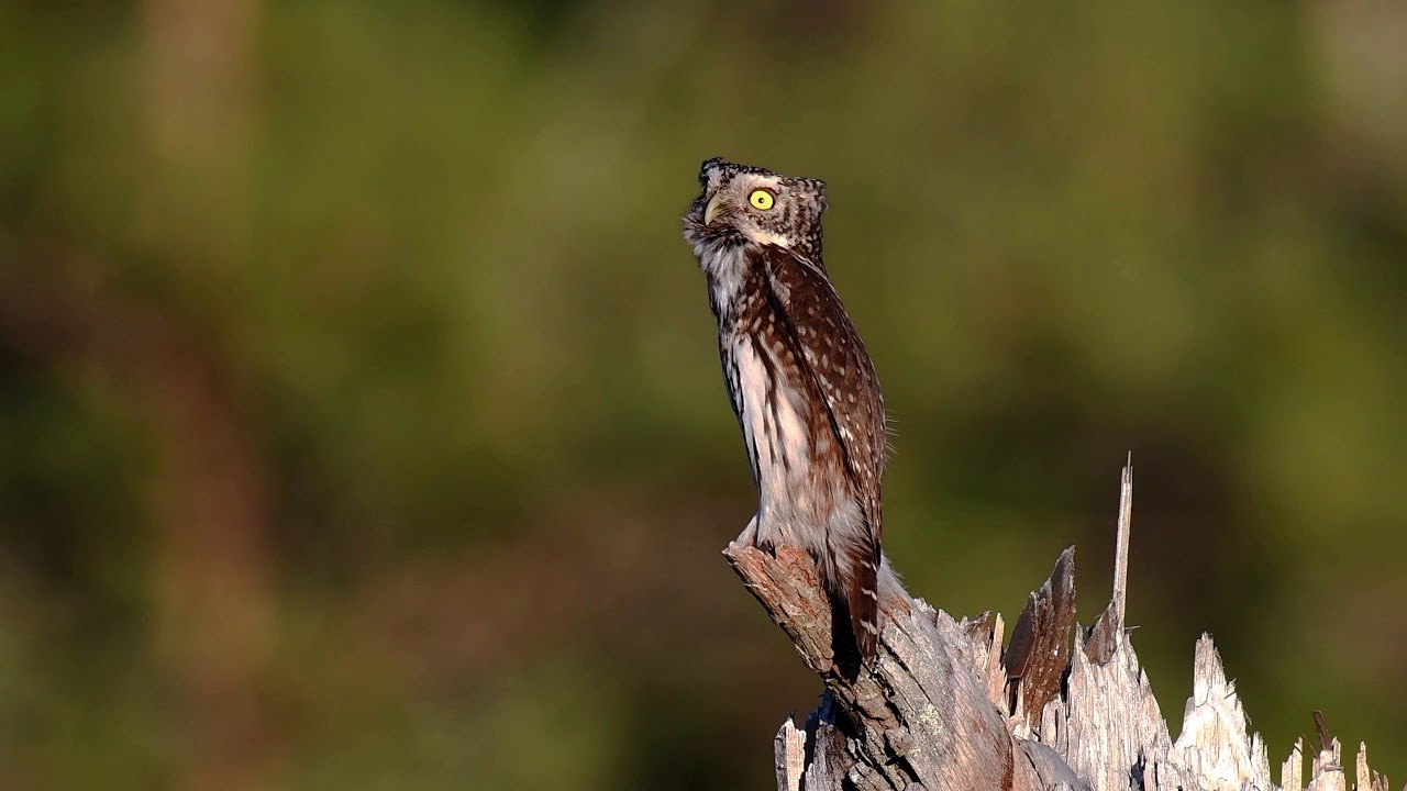 Eurasian Pygmy Owl 