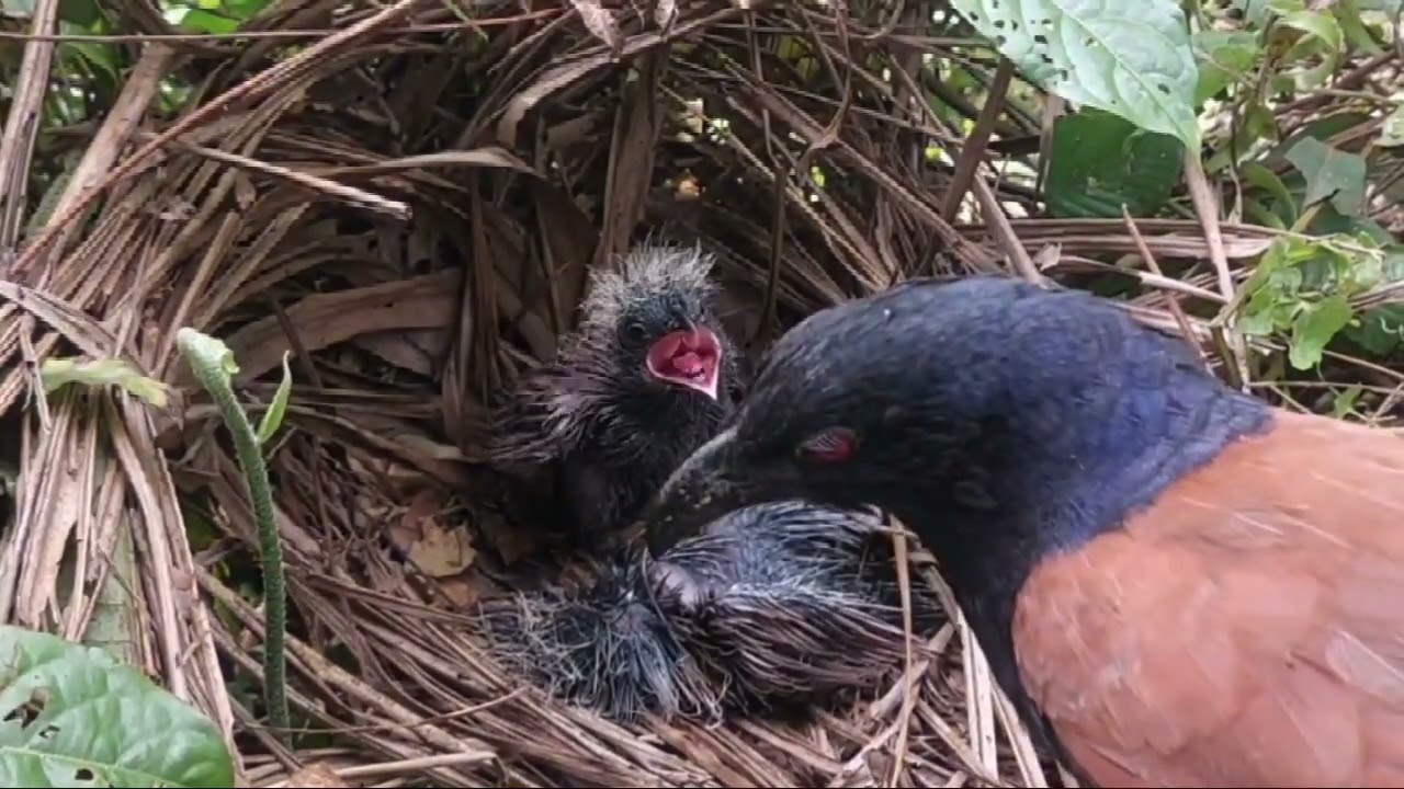 kisah anak  bubut berakir teragis tonton sampai tuntas 